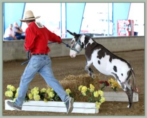 Crooked Creek Bosco, Champion High Point Miniature In-Hand Jack